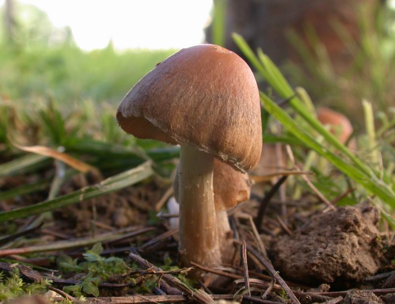Psathyrella candolleana